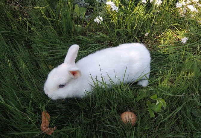 Le lapin qui surprend son magicien